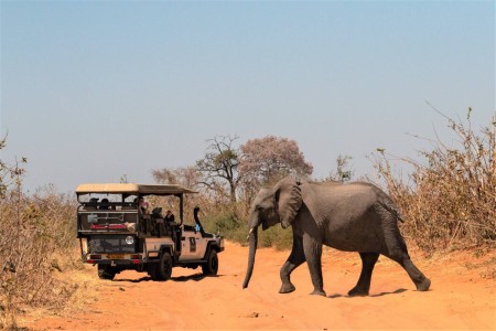 Chobe Olifant Suid Afrika Reise