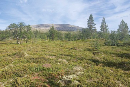 Dalsvallen Sveg Sonfjallets Nationaal Park 2 Monique