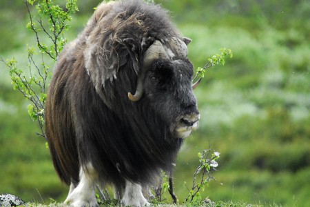 Dombas Furuhaugeli Fjellhytter 5