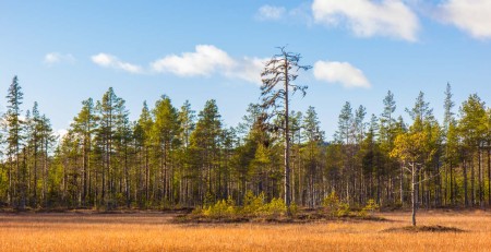 Edelhert Safari In Hasselfors In Zweden Ramon Lucas