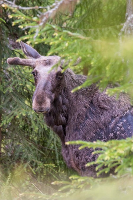 Eland Safari Nationaal Park Tiveden In Zweden Ramon Lucas