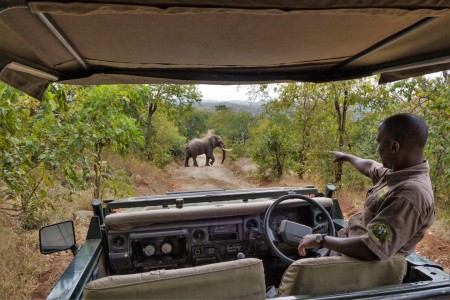 Elephant Guide Majete Wildlife Reserve Thawale