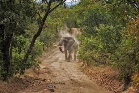 Buffalo Majete Wildlife Reserve Thawale