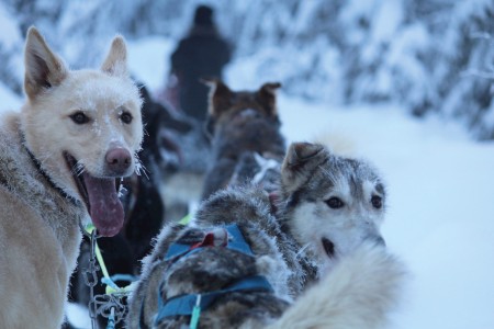 Esther Baas Geilo Omgeving Winter Hondensledetocht