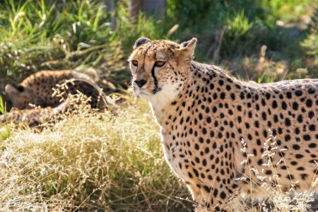 Etosha Cheeta Suid Afrika Reise