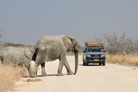 Woestijnolifant Palmwag Suid Afrika Reise