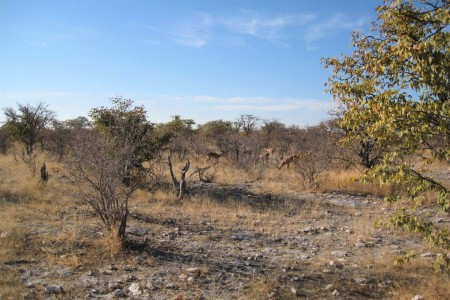 Etosha Impala Suid Afrika Reise