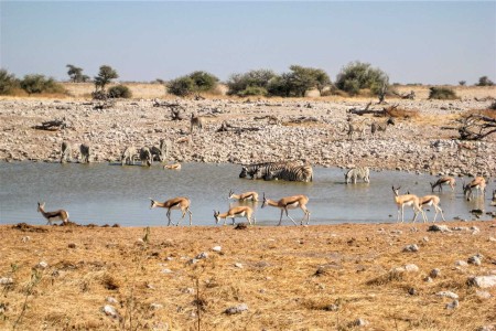 Etosha Okaukuejo Watergat Suid Afrika Reise