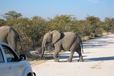 Etosha Olifanten Suid Afrika Reise