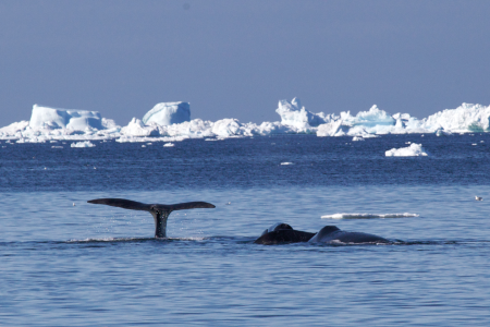 Fair Isle Jan Mayen Spitsbergen Bowhead Whales %C2%A9 Morag Livingstone   Oceanwide Expeditions Jpg Morag Livingstone