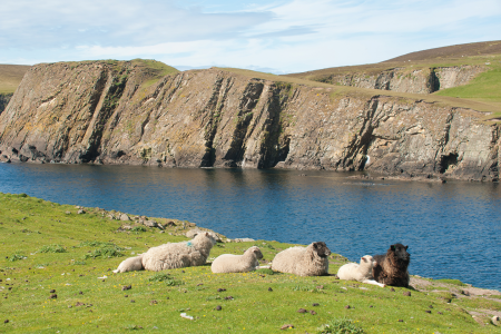 Fair Isle Jan Mayen Spitsbergen The Sheep Of Fair Isle Lounging In The Grass Erwin Vermeulen