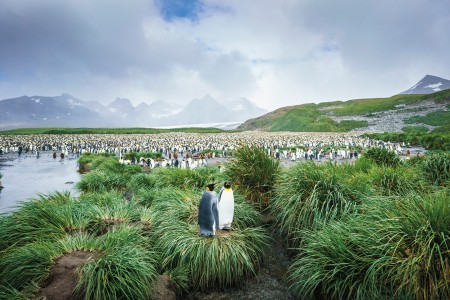 Falkland Grytviken Antarctisch Schiereiland Salisbury Plain%2C South Georgia %C2%A9 Fotografie Dietmar Denger Oceanwide Expeditions83 Jpg Dietmar