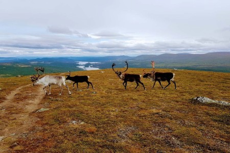 Fjallnas Camping Zweden Tanndalen 6