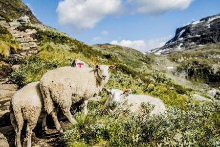 Fjorden Rondreis Urd Livestock In Jotunheimen Thomas Rasmus Skaug Visitnorway