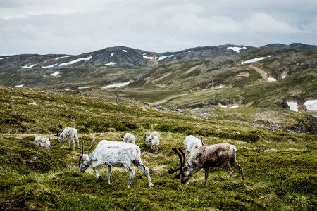 Fly Drive Lapland Saga Reindeer Nordkapp Christian Roth Christensen VisitNorway Com