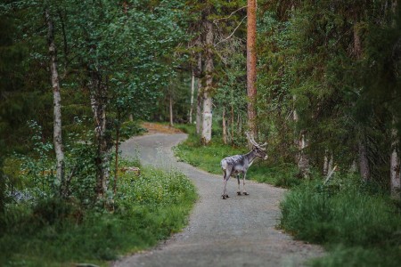 Fly Drive Lapland Saga Reindeer Julia