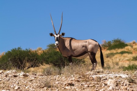 Gemsbok Kgalagadi Transfrontier Park Suid Afrika Reise