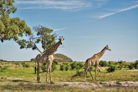 Giraffe Botswana Bushwaysafari