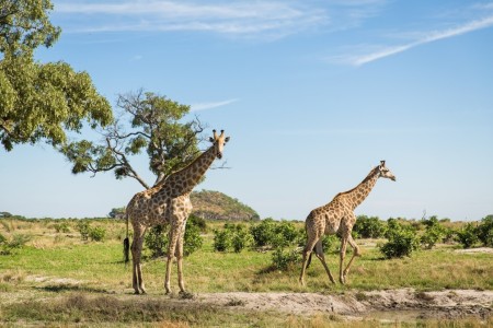 Giraffe Bushways