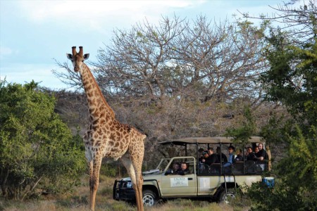 Giraffe Hluhluwe Suid Afrika Reise