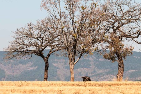 Gnoe Wildebeest Mlilwane Swaziland Eswatini Ramon Lucas