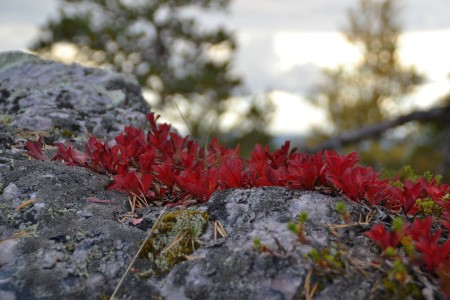 Herfstreis Finland Mette Ruka Safaris 4