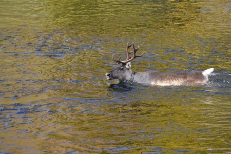 Herfstreis Finland Mette Ruka Safaris 5