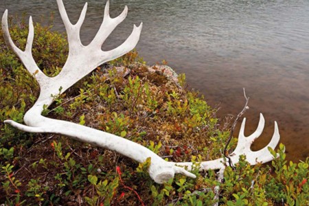 Herfstreis Fins Lapland Wilderness Hotels Nellim Inari Muotka 2