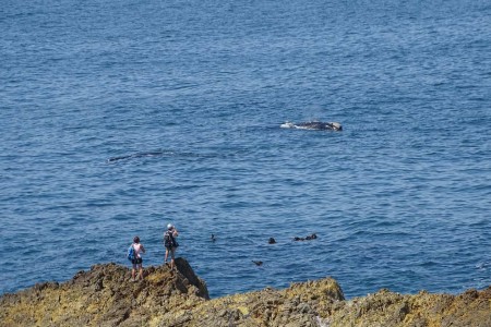 Hermanus Walvis Suid Afrika Reise