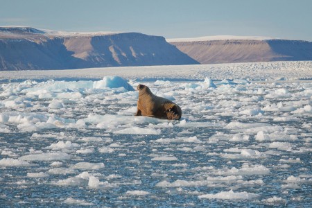 Het Hart Van De Noordwest Passage Quark Expeditions CanadasRemoteArctic Croker Bay Canadianarctic Credit AcaciaJohnson