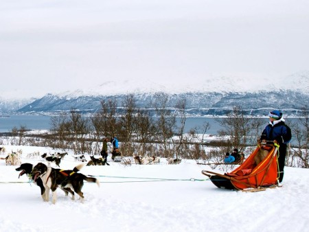 Hondensledetocht Jukkasjarvi