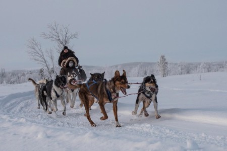 Hondensledetocht Kiruna Sleddog Tours 2