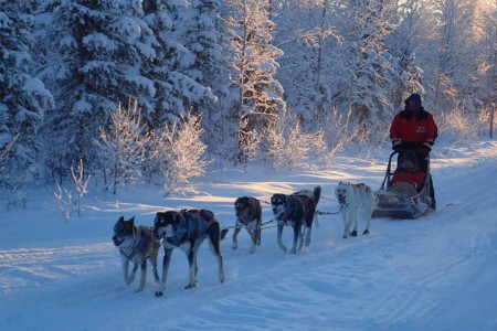 Hondensledetocht Levi Lapland Safaris 1