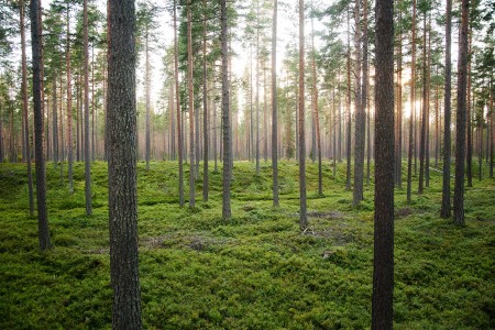 Hotelrondreis Zweden Yngvi Jonatan Stalhos Pine