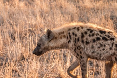 Hyena Krugerpark Satara Ramon Lucas