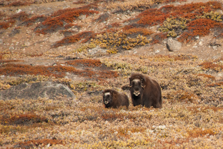 Ijsland Groenland Spitsbergen Northeast Greenland%2C Musk Oxen %C2%A9 Erwin Vermeulen Oceanwide Expeditions Jpg Erwin Vermeulen