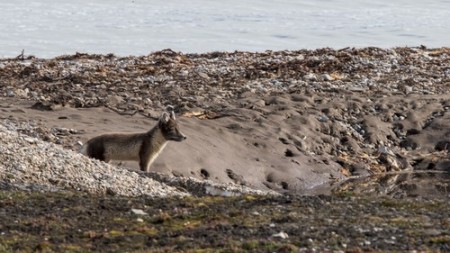 Ijsland Jan Mayen Spitsbergen Poolvos Ny Alesund Svalbard HGR Andrea Klaussner