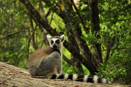 Isalo National Lemure Park Rachel Koorn