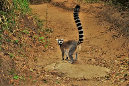 Isalo National Park Jan Rosman