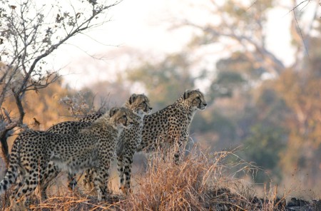 Kafue Np Luipaarden Jpeg