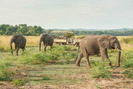 Kafunta River Lodge South Luangwa Game Drive