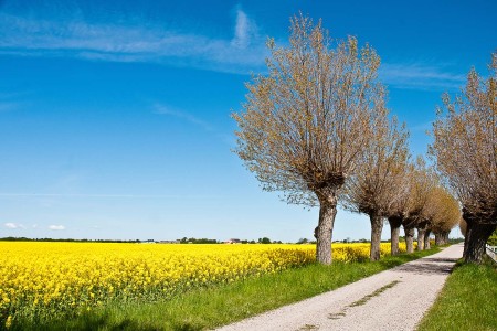 Kampeerautoreizen Meja Mans Fornander Canola Field