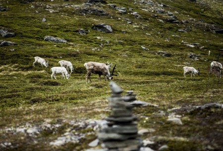 Kampeerhuttentocht Disa Reindeer Nordkapp Christian Roth Christensen Visitnorway