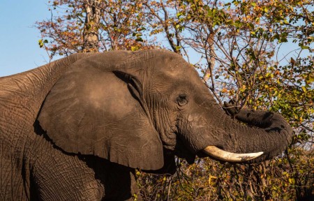 Khwai Olifant Bushways Safaris