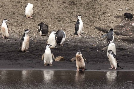 Kinband Pinguin Chinstrap Penguin Deception Island Zuidelijke Shetland Eilanden South Shetlands Antarctica Norge Reiser Cape Tracks 6
