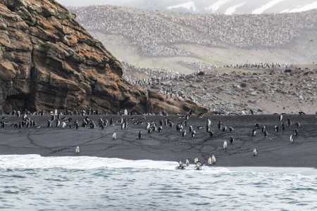 Kinband Pinguin Chinstrap Penguin Deception Island Zuidelijke Shetland Eilanden South Shetlands Antarctica Norge Reiser Cape Tracks 7