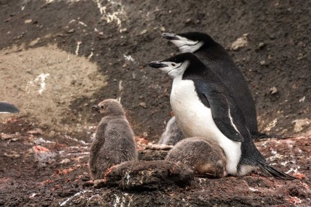 Kinband Pinguin Kuiken Chinstrap Penguin Chick Deception Island Zuidelijke Shetland Eilanden South Shetlands Antarctica Norge Reiser Cape Tracks 8