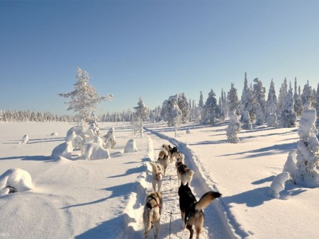 Kota Husky Hondensledetocht