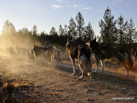 Kota Husky Hondensledetocht