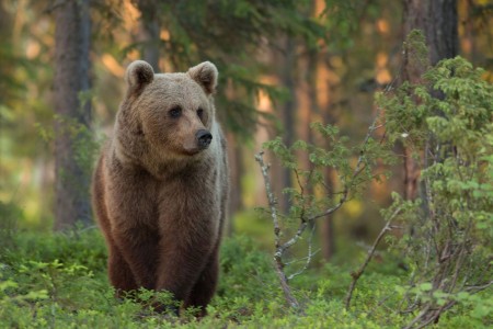 Kuhmo Wild Brown Bear Centre Harry Read 2015 Forest Hide 7